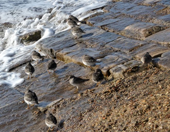 purple sandpiper.1614 southsea castle