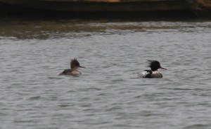 RedBreastedMerganser_135606[1]