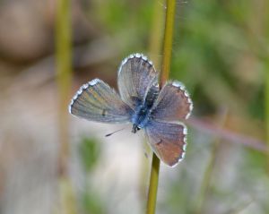 baton blue.1605 cevennes