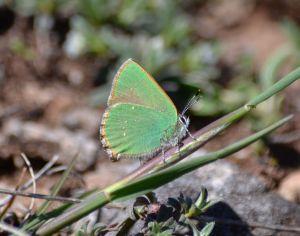 green hairstreak.1604 cevennes
