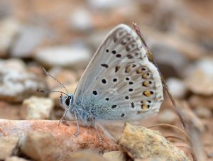provence chalkhill blue.1603 alpilles