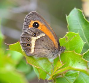 spanish gatekeeper.1601 alpilles