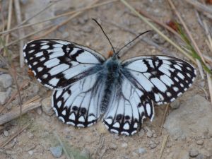 western marbled white.1601 alpilles