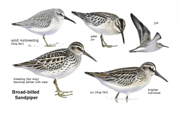 33BroadbilledSandpiper