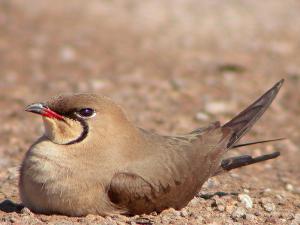 collared pratincole.01