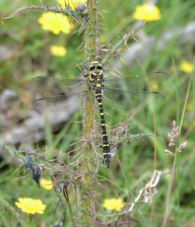 common goldenring.1602 latchmore brook