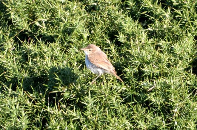 booted-warbler-1601-great-orme