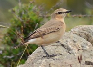 wheatear-isabelline-01