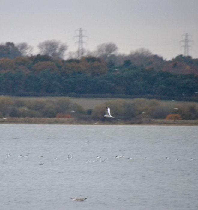 forsters-tern_02-1601-mistley-quay