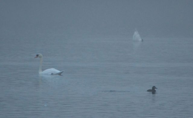 velvet-scoter-1603-willen-lake