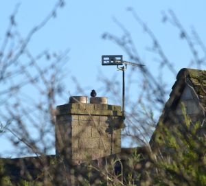 blue-rock-thrush-1601-stow