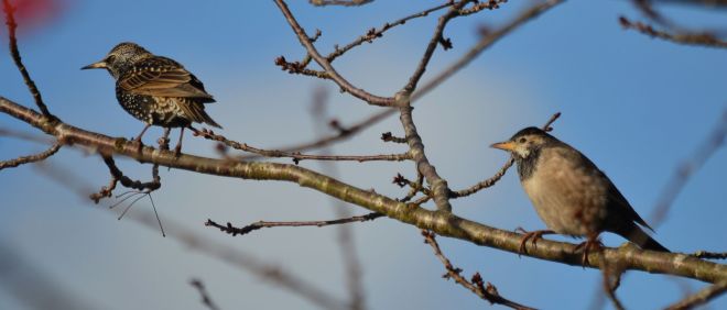 rose-coloured-starling-1705-crawley