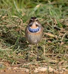 bluethroat-1706-willow-tree-fen