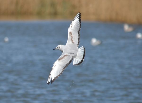 gull.bonaparte's.1501 radipole lake