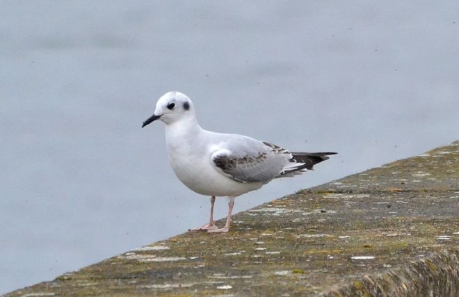 gull.bonaparte's.1701 farmoor reservoir