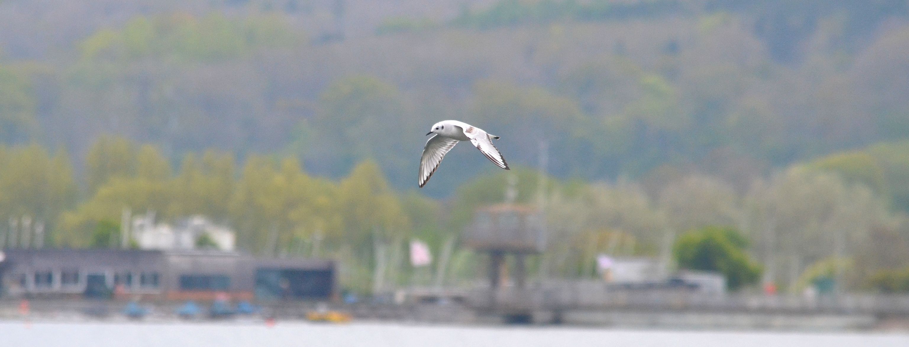 gull.bonaparte's.1702 farmoor reservoir