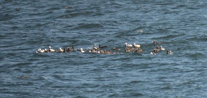 stellar's eider.1701 estonia