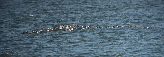 stellar's eider.1702 estonia