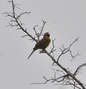 bunting.cirl.1701 macedonia