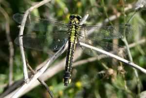clubtail.common.1701 kerkini