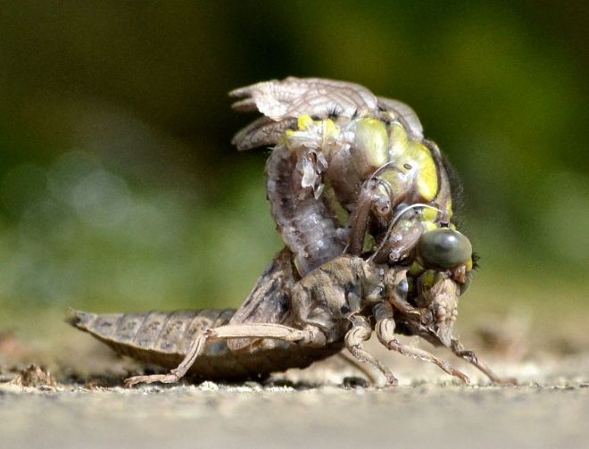 common clubtail.1705 emerging goring