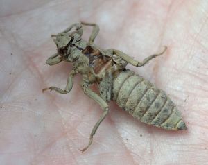 common clubtail.1709 exuvia goring