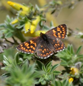 duke of burgundy.1701 mount vrondou
