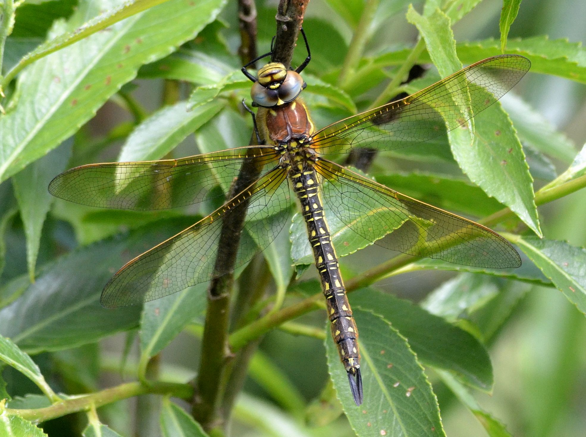 hairy hawker.1701 fem otmoor
