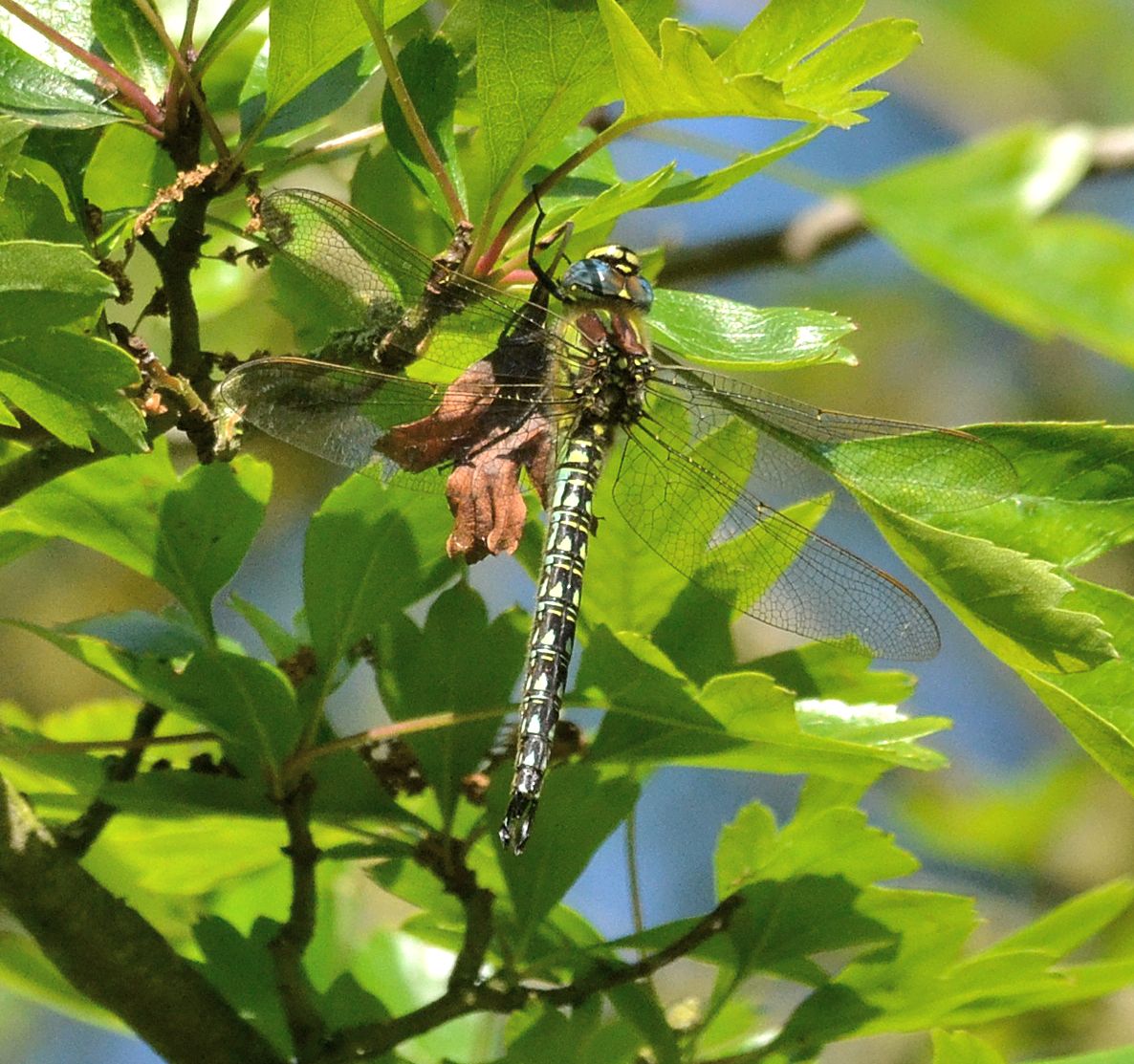 hairy hawker.1703 otmoor