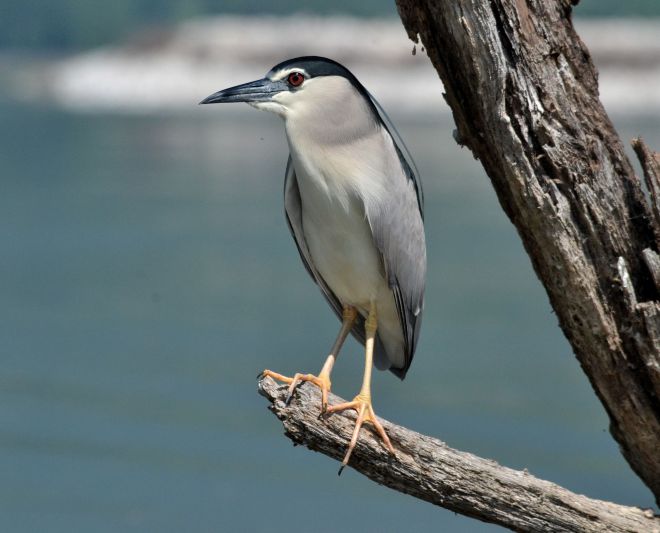 heron.black-crowned night.1701 keerkini