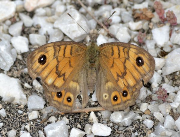 large wall brown.1701 macedonia