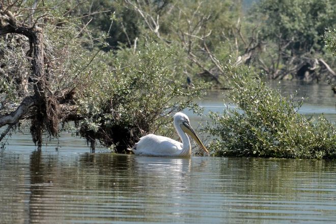 pelican.dalmatian.1705 kerkini