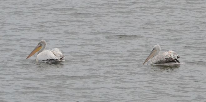 pelican.dalmatian and white.1708 kerkini