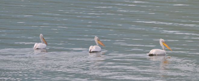 pelican.dalmatian.1701 kerkini