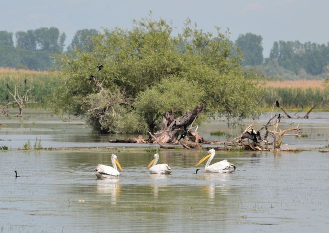 pelican.white.1705 mandraki