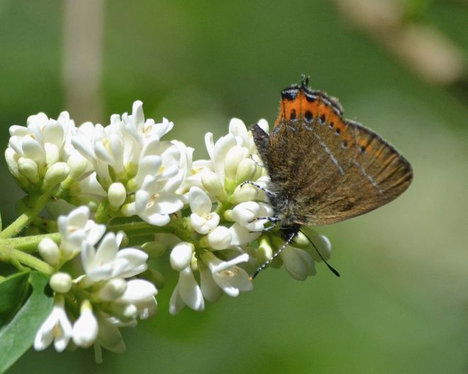 black hairstreak.1706