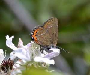 black hairstreak_01.1701 finemere wood