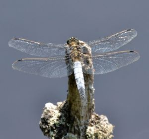 black-tailed skimmer.1702 warren heath