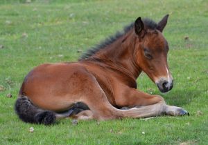 new forest ponies.1703