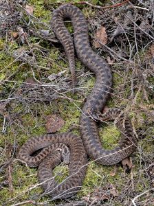 adder.1701 decoy heath