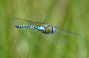 blue-eyed hawker_01.1709 canvey island