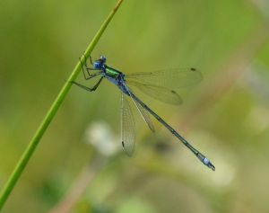 common emerald.1701 decoy heath