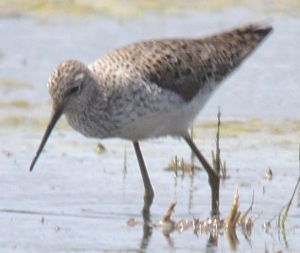marsh sandpiper.1201 akrotiri