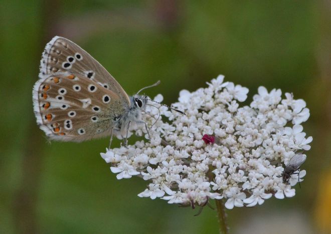 adonis blue.1702 aston rowant