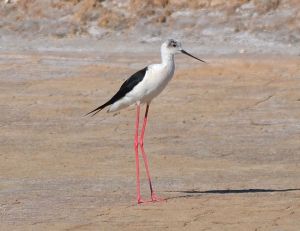 black-winged stilt.1410.tavira marsh