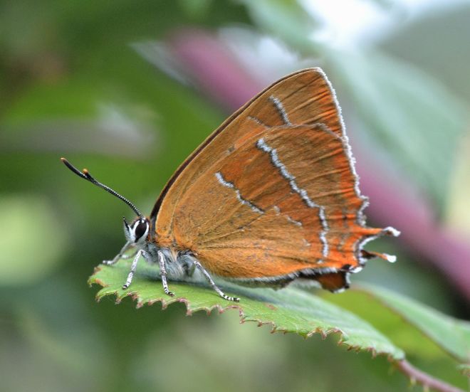 brown hairstreak.1704 fem rushbeds