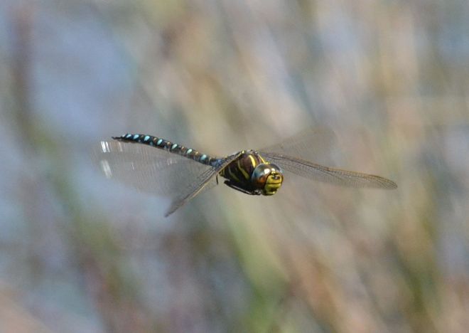 moorland hawker.1702 priddy mineries