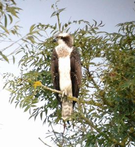 osprey.1701 juv oxford