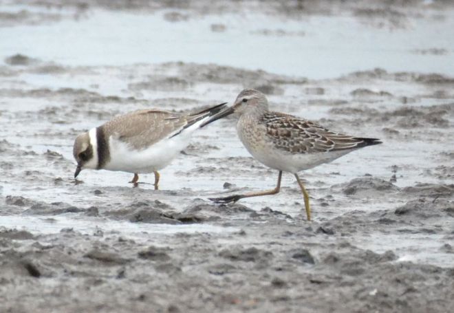 stilt sandpiper.1734 and ringed plover lodmoor