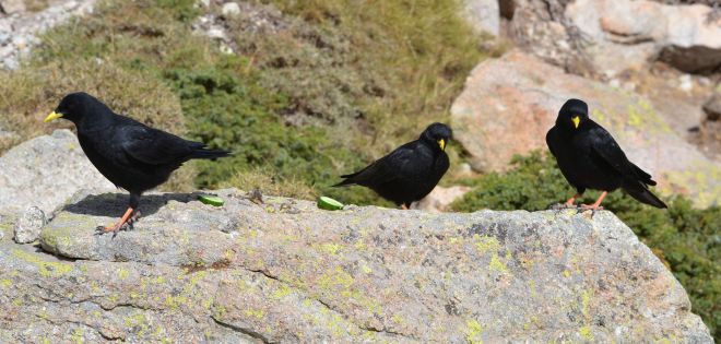 alpine chough.1716 corsica